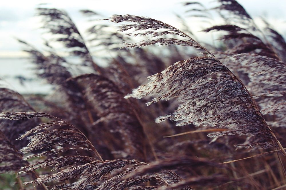 Grass flower. Free public domain CC0 image.