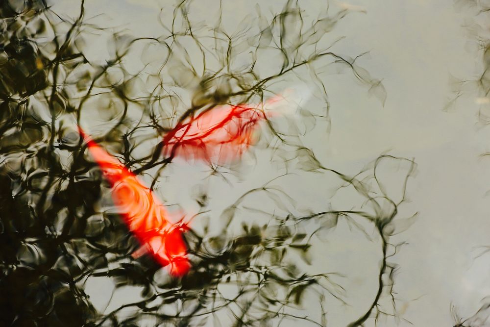 Colorful koi fishes swimming. Free public domain CC0 photo.