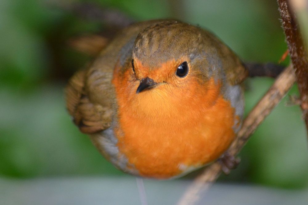 European robin bird close up. Free public domain CC0 image.
