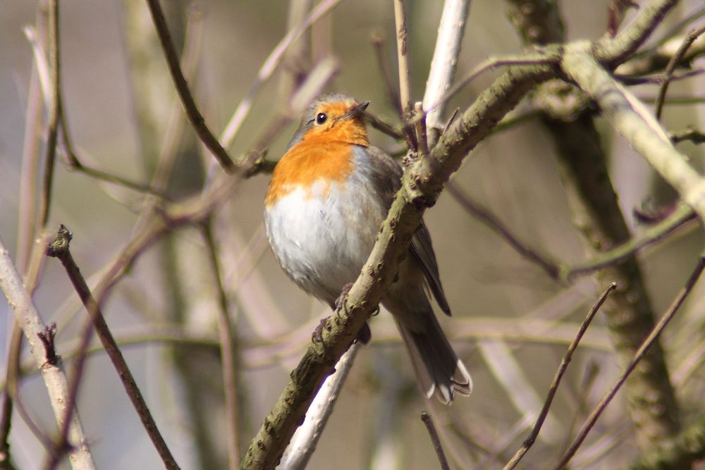 Cute Robin bird in tree. Free public domain CC0 image.