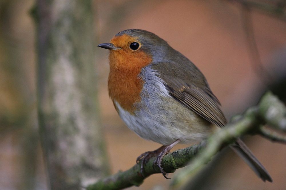 Cute Robin bird in tree. Free public domain CC0 image.