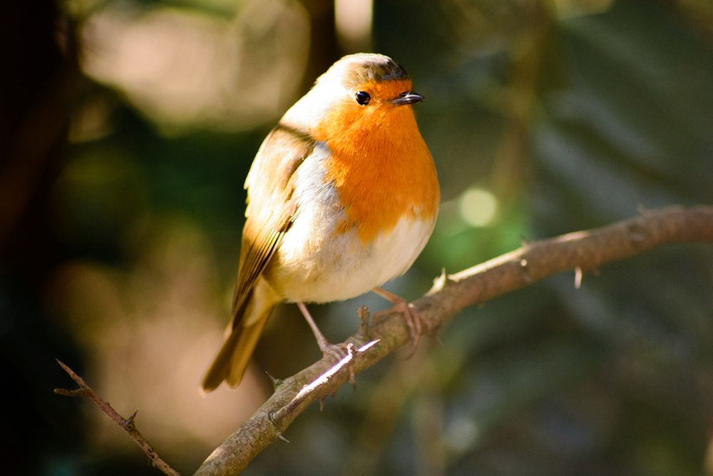European robin bird, animal photography. Free public domain CC0 image.