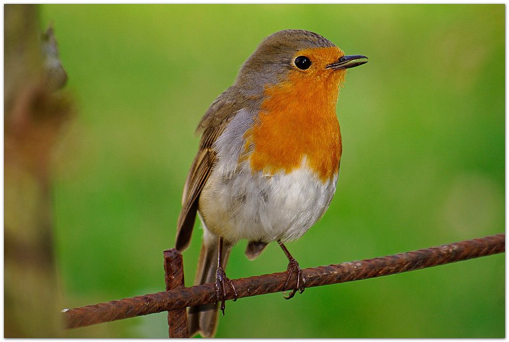 European robin bird, animal photography. Free public domain CC0 image.