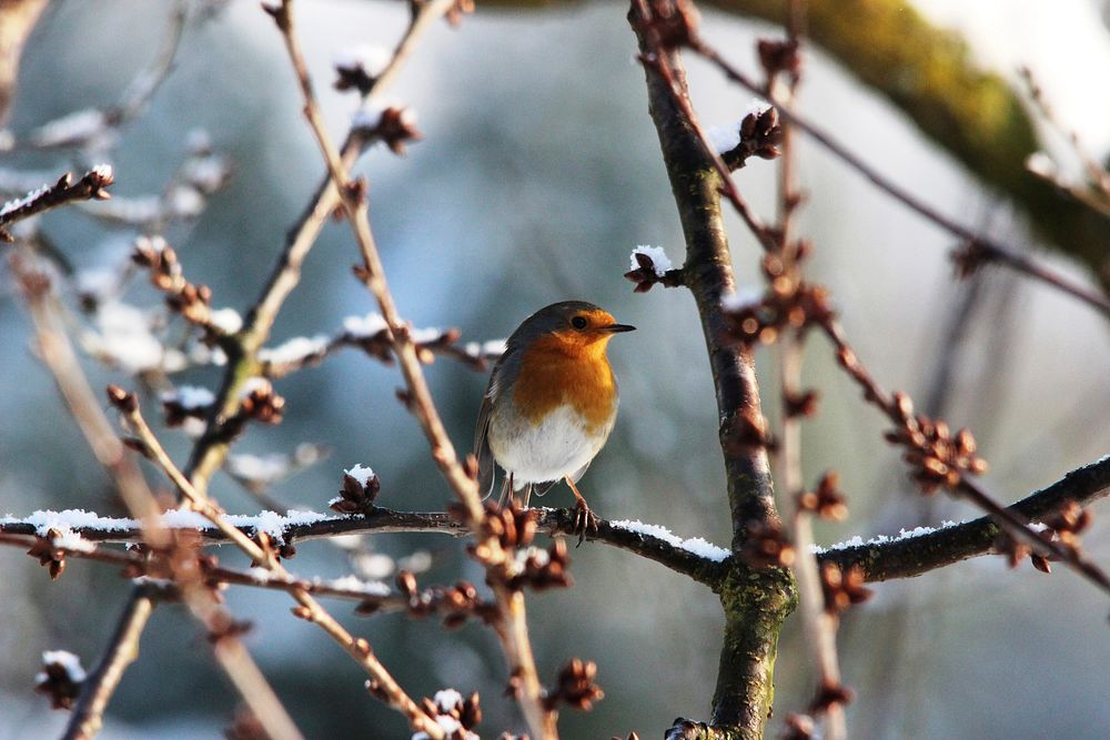 European robin bird in winter. Free public domain CC0 image.