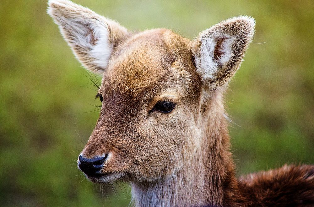 Cute deer background. Free public domain CC0 photo.