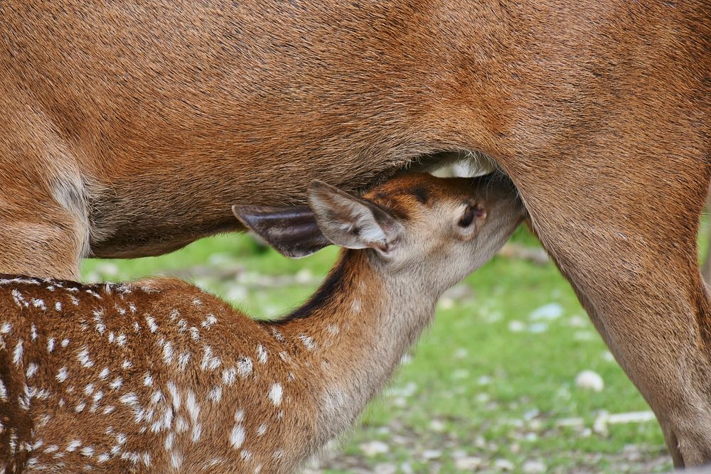 European fallow deer fawn feeding. Free public domain CC0 photo.