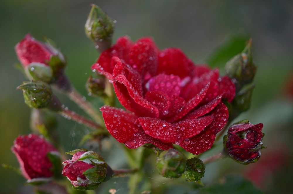 Red rose background. Free public domain CC0 image.