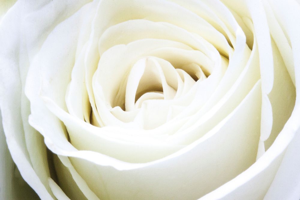 White rose background. Free public domain CC0 photo.