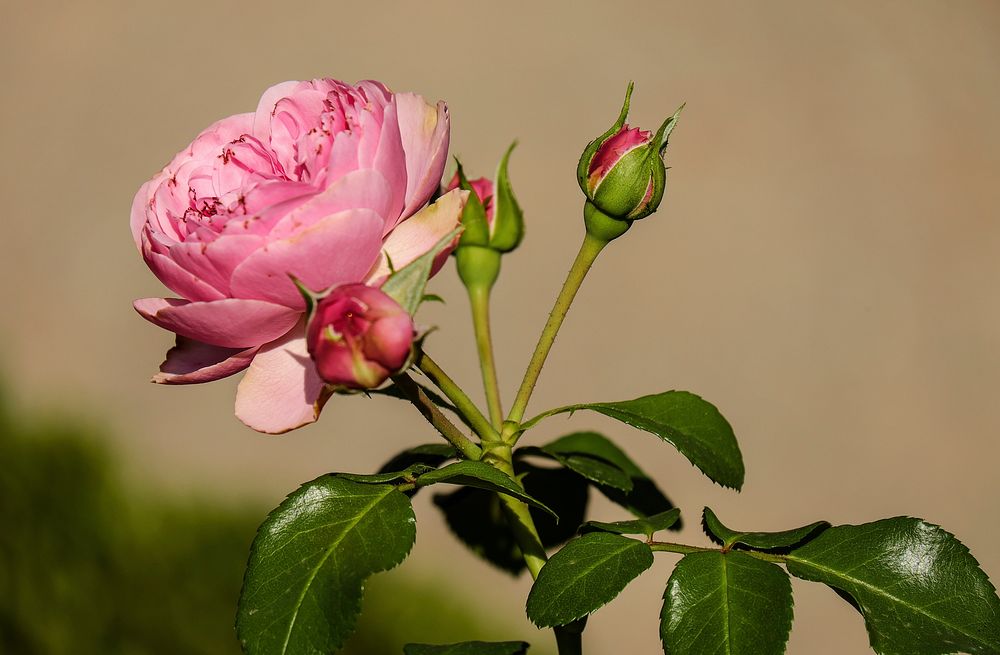Pink rose. Free public domain CC0 photo.