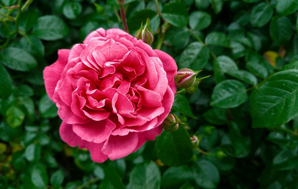 Pink cabbage rose. Free public domain CC0 photo.