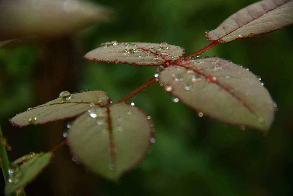 Droplets on leaf. Free public domain CC0 image.