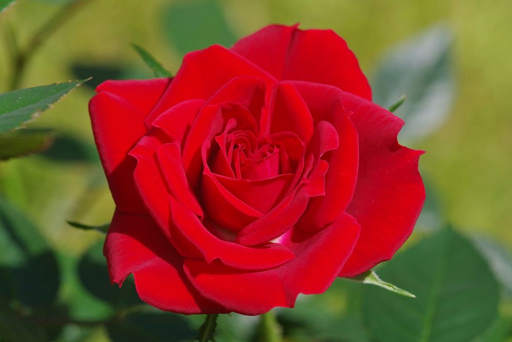 Red rose background. Free public domain CC0 photo.