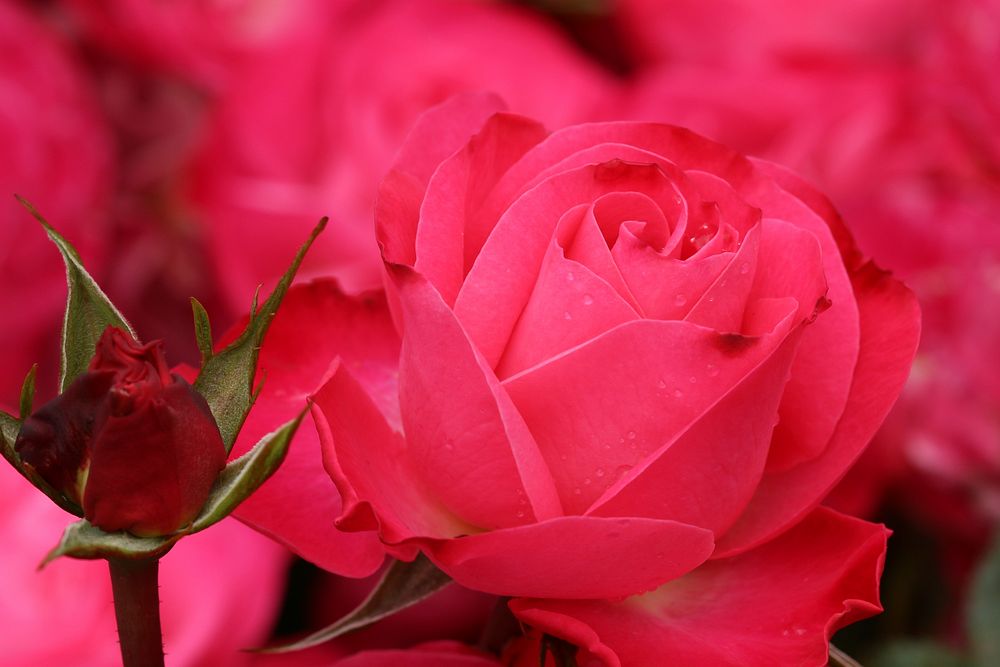 Pink rose background. Free public domain CC0 photo.