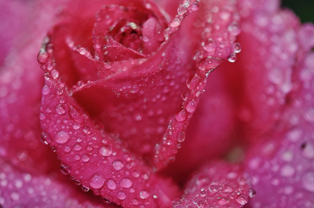 Pink rose background. Free public domain CC0 photo.