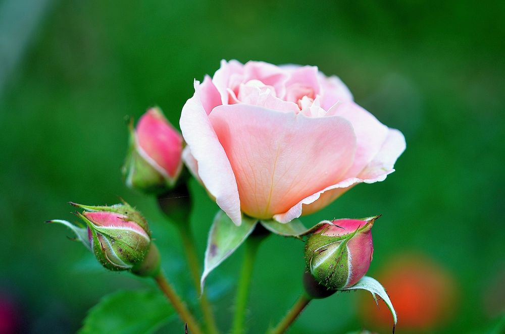 Pink rose background. Free public domain CC0 image.