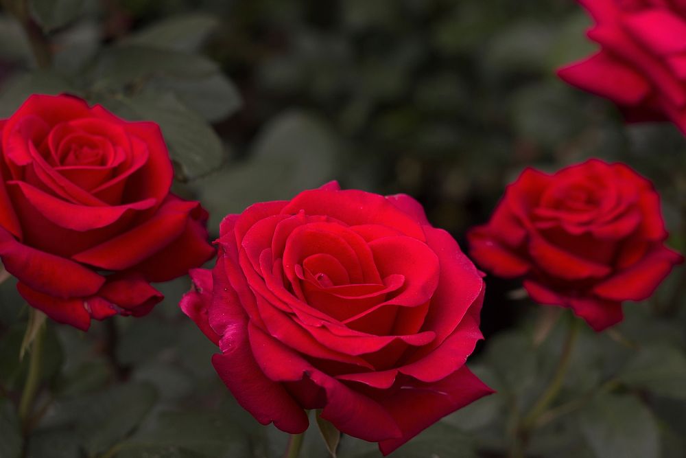 Red roses background. Free public domain CC0 photo.