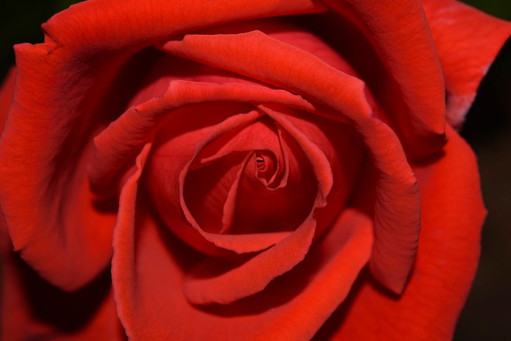 Red rose background. Free public domain CC0 image.