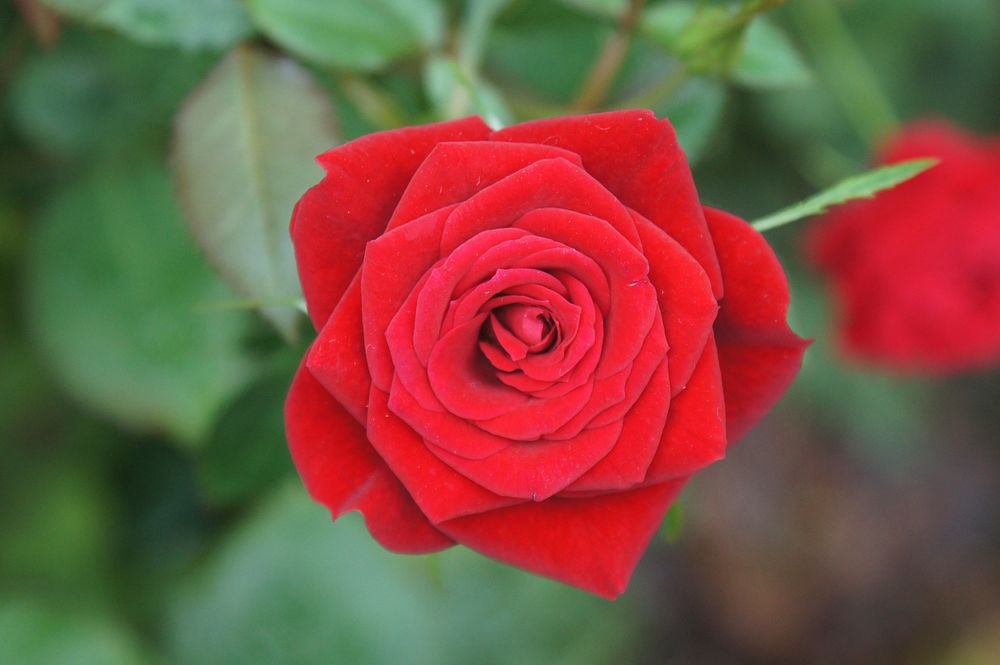 Red rose background. Free public domain CC0 image.