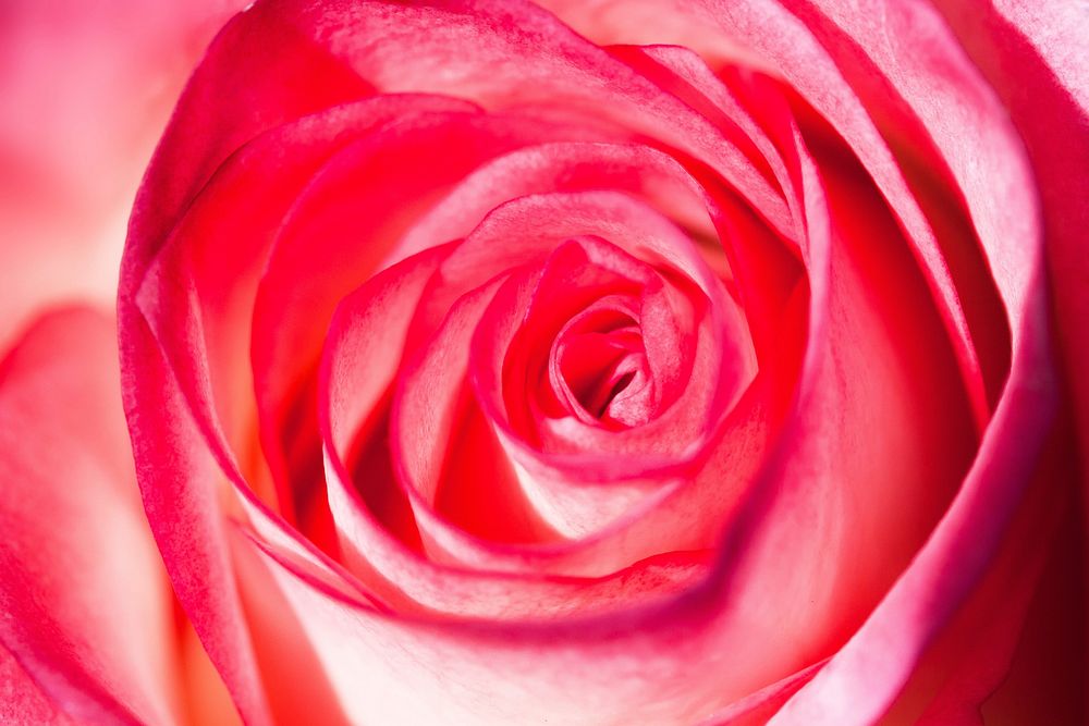 Red rose background. Free public domain CC0 photo.