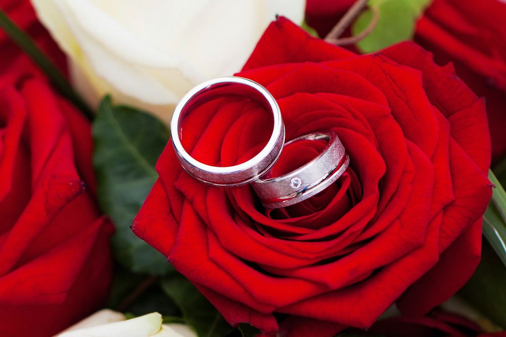 Wedding rings background, on red rose. Free public domain CC0 image.