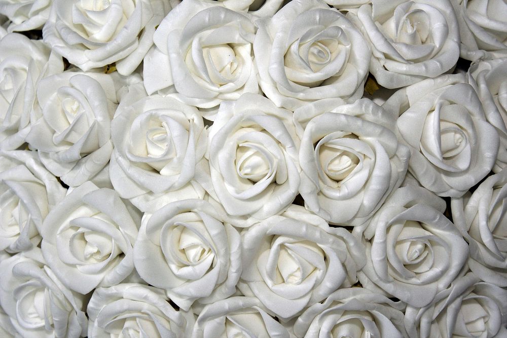 White rose background. Free public domain CC0 image.