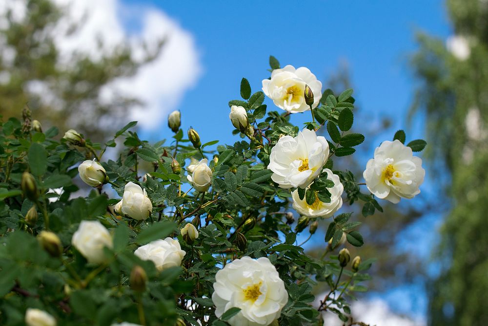 White rose background. Free public domain CC0 photo.