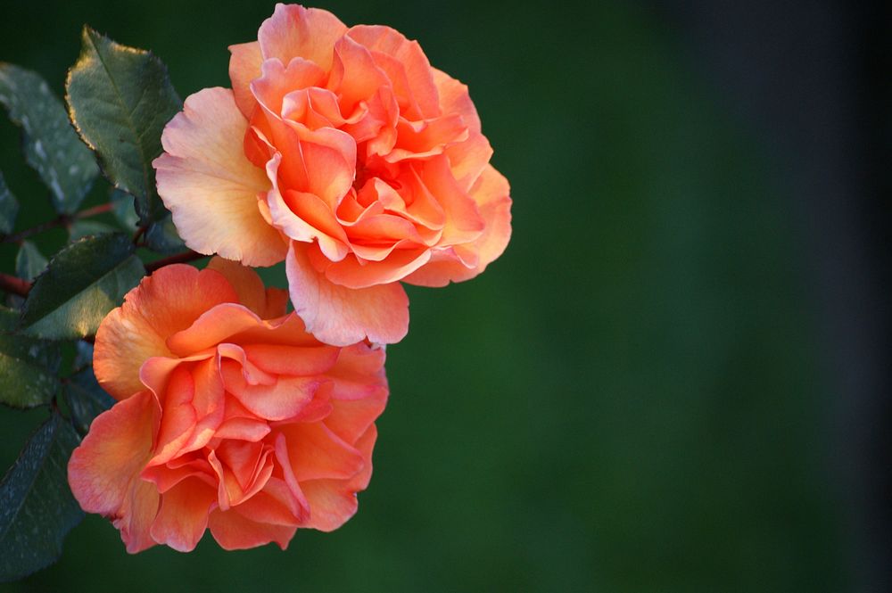 Orange rose. Free public domain CC0 image.