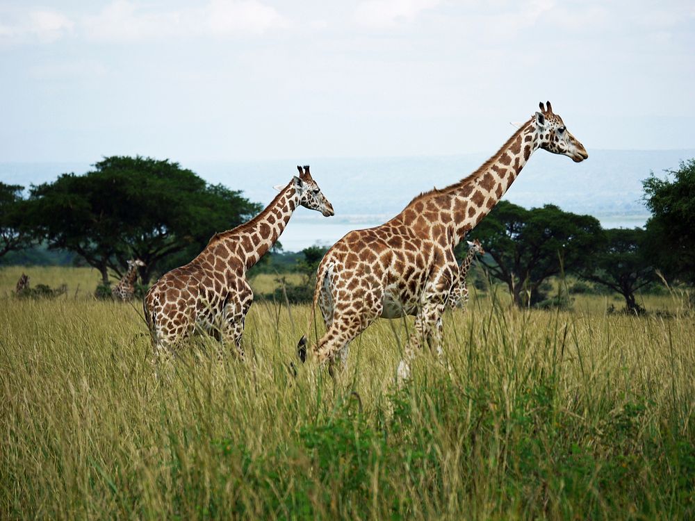 Giraffe tower, animal family. Free public domain CC0 photo.