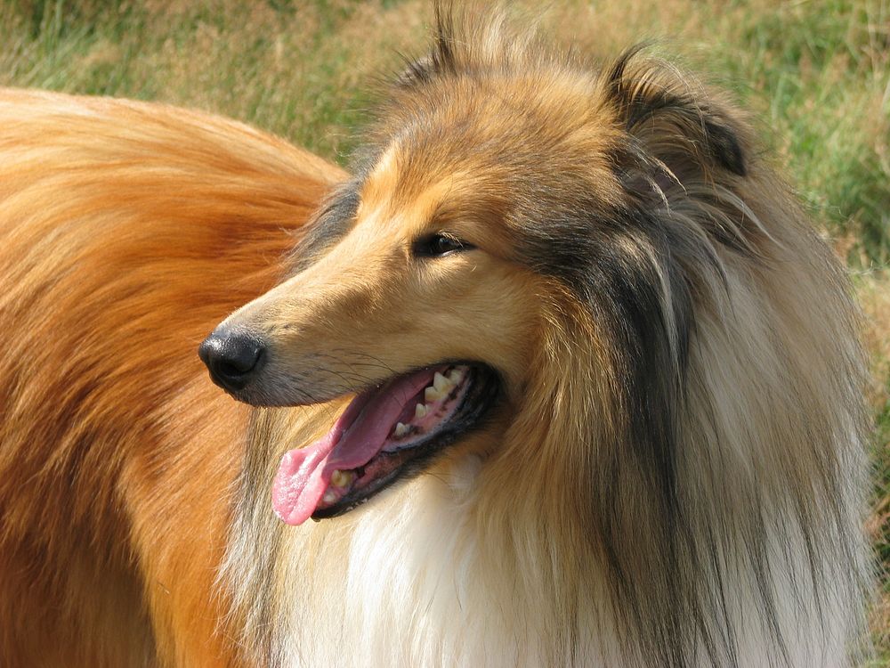 Lassie collie dog. Free public domain CC0 photo.