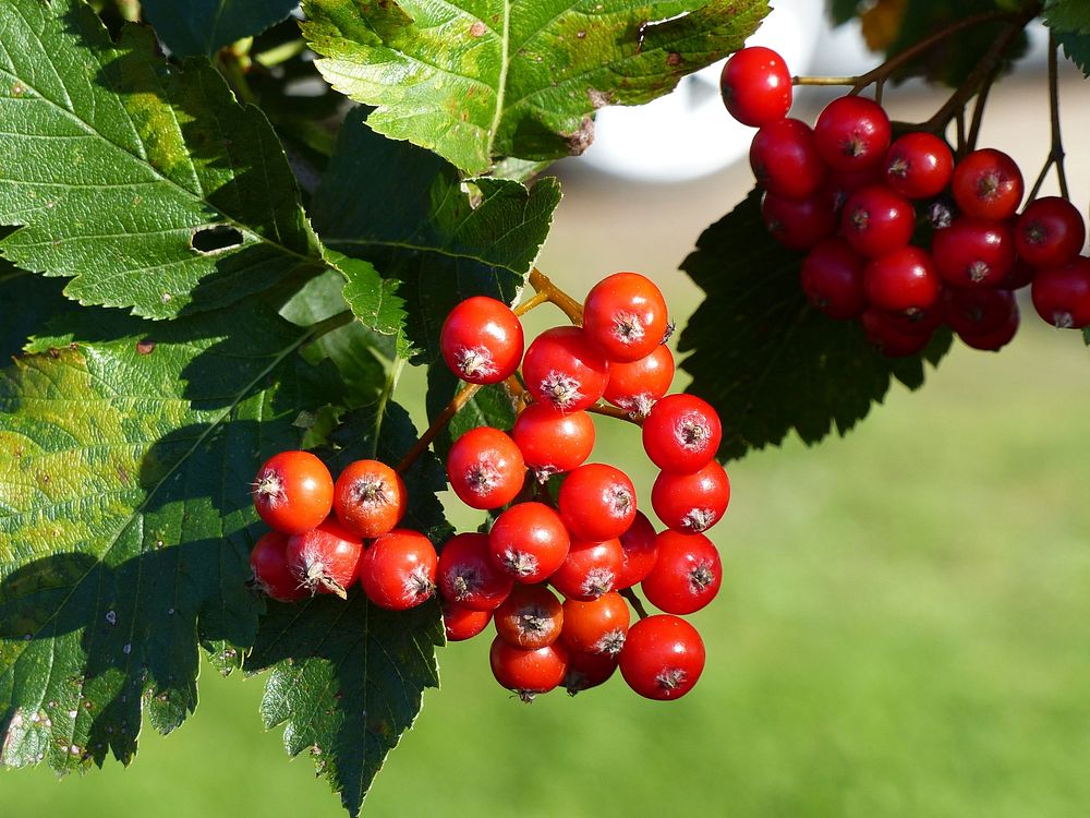 Red rowan berries growing on tree. Free public domain CC0 image.