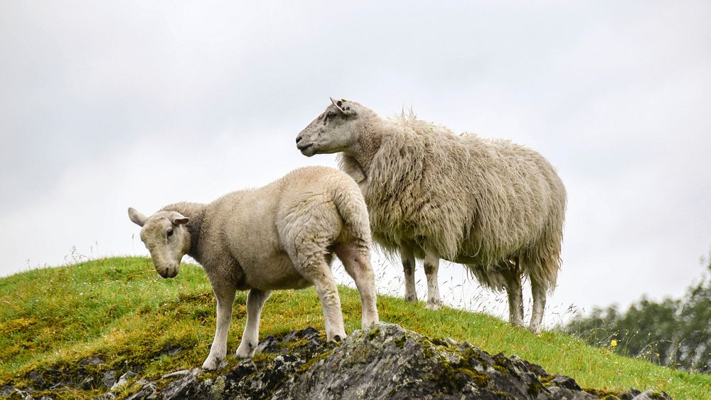 Sheep on grass field. Free public domain CC0 photo.