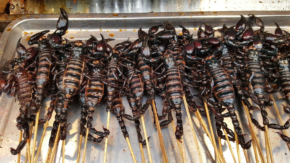 Edible scorpion insects. Free public domain CC0 image