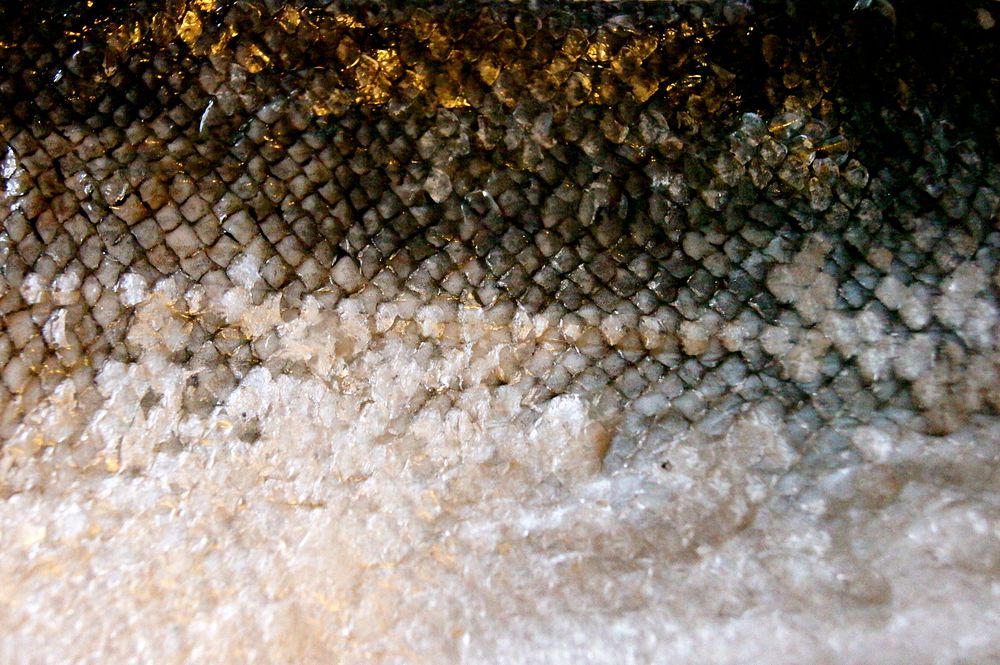 Fish skin. Free public domain CC0 photo