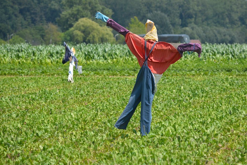 Scarecrow in green field during daytime. Free public domain CC0 image.