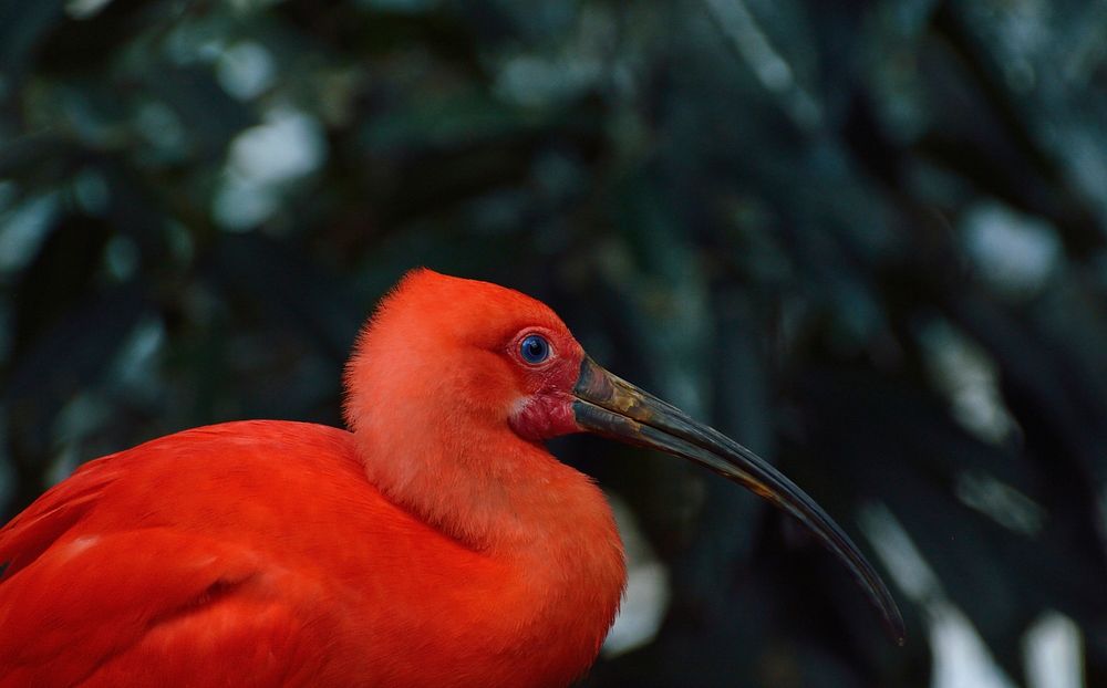 Scarlet Ibis bird, animal photography. Free public domain CC0 image.