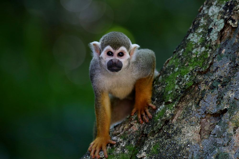 Curious squirrel monkey. Free public domain CC0 image.