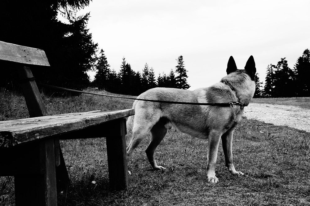 Dog tied to wooden bench in black & white. Free public domain CC0 photo.
