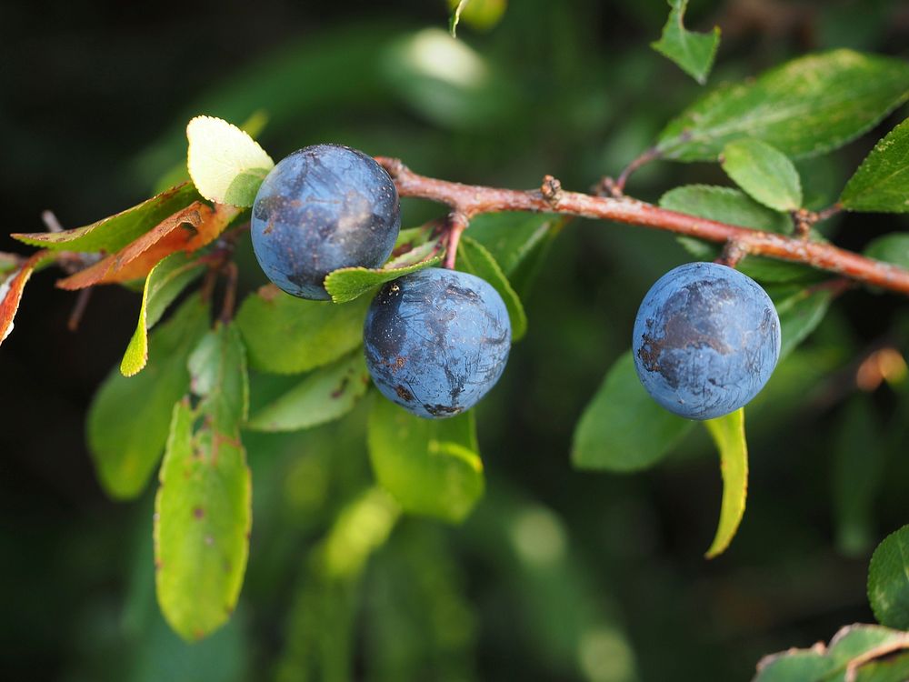 Blackthorn berries on tree. Free public domain CC0 image. 