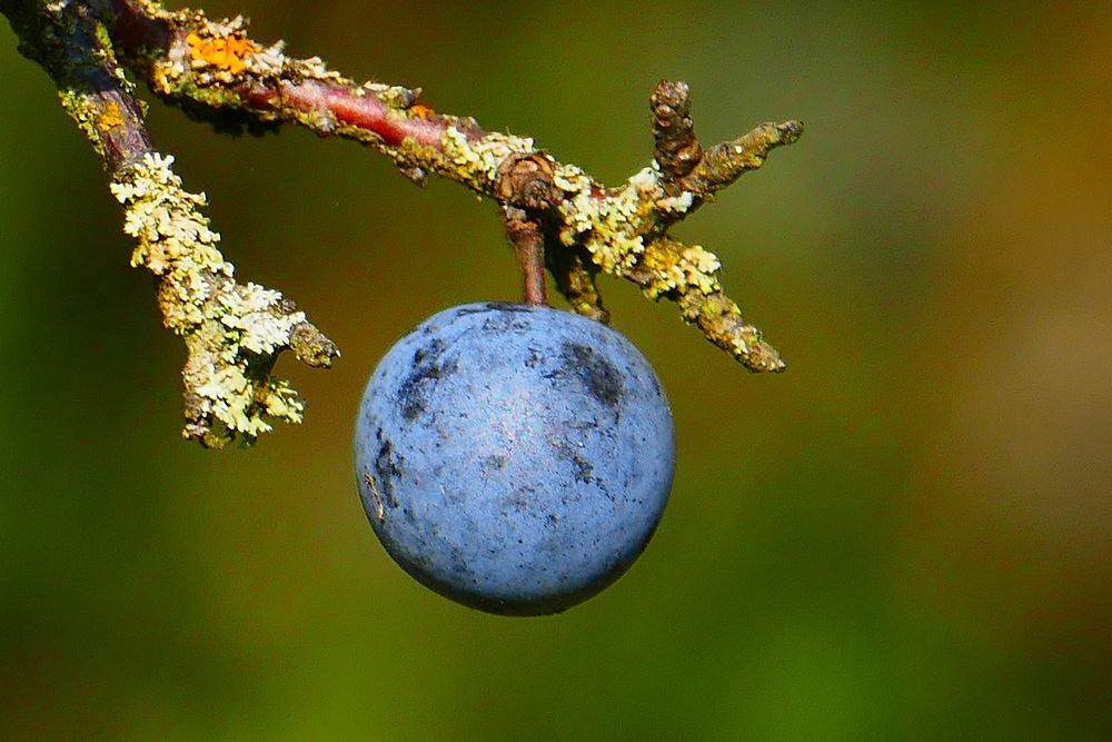 Blackthorn berries on tree. Free public domain CC0 image. 