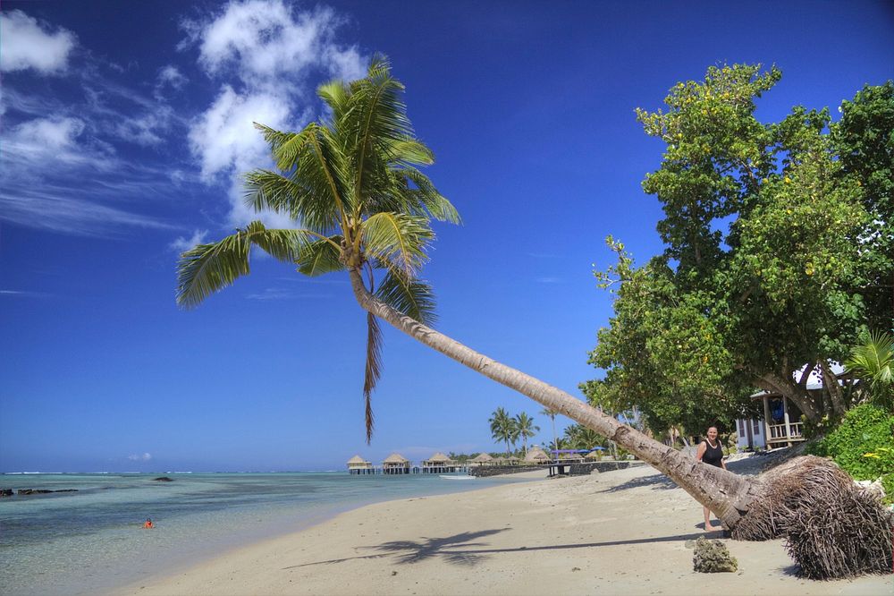 Palm trees in the beach. Free public domain CC0 image.