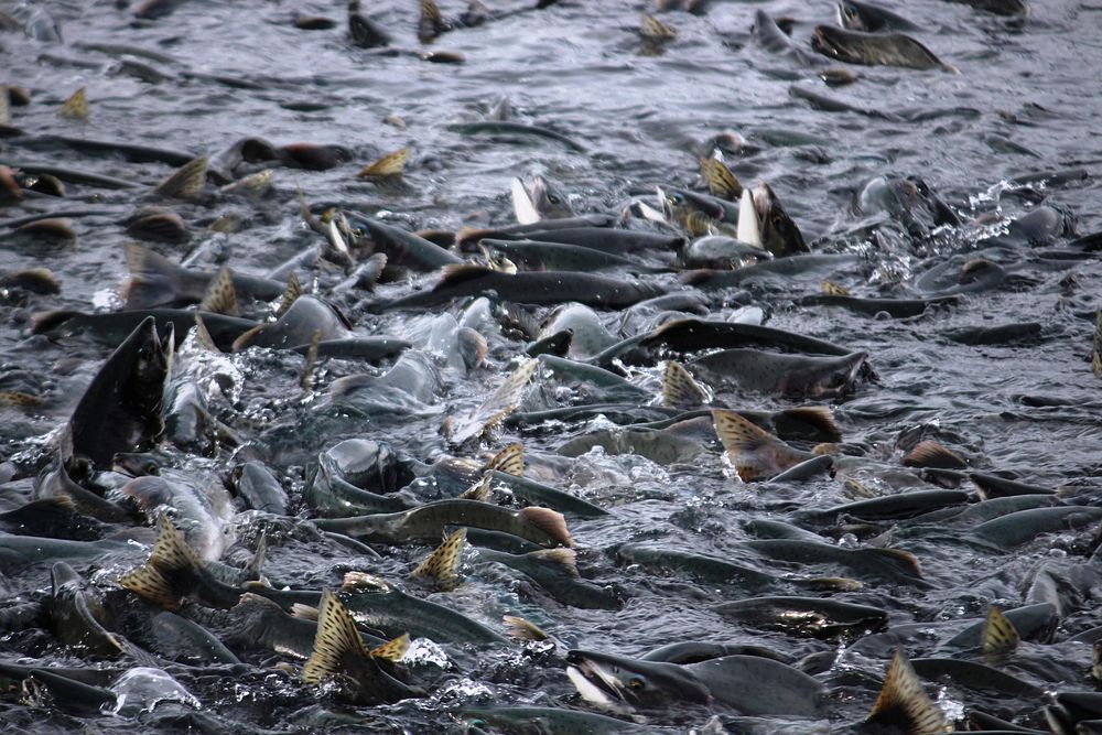 Crowd of salmon fishes jumping. Free public domain CC0 photo.