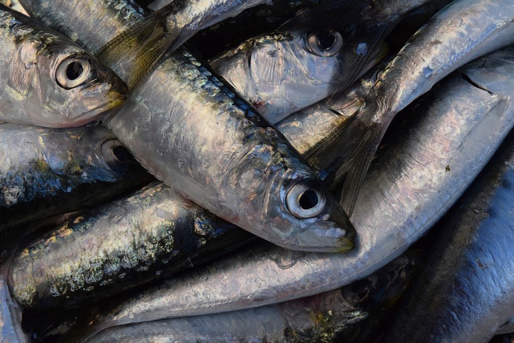 Pile of sardine fishes. Free public domain CC0 photo.