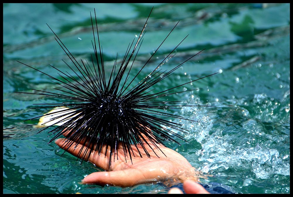 Holding large black sea urchin. Free public domain CC0 photo.
