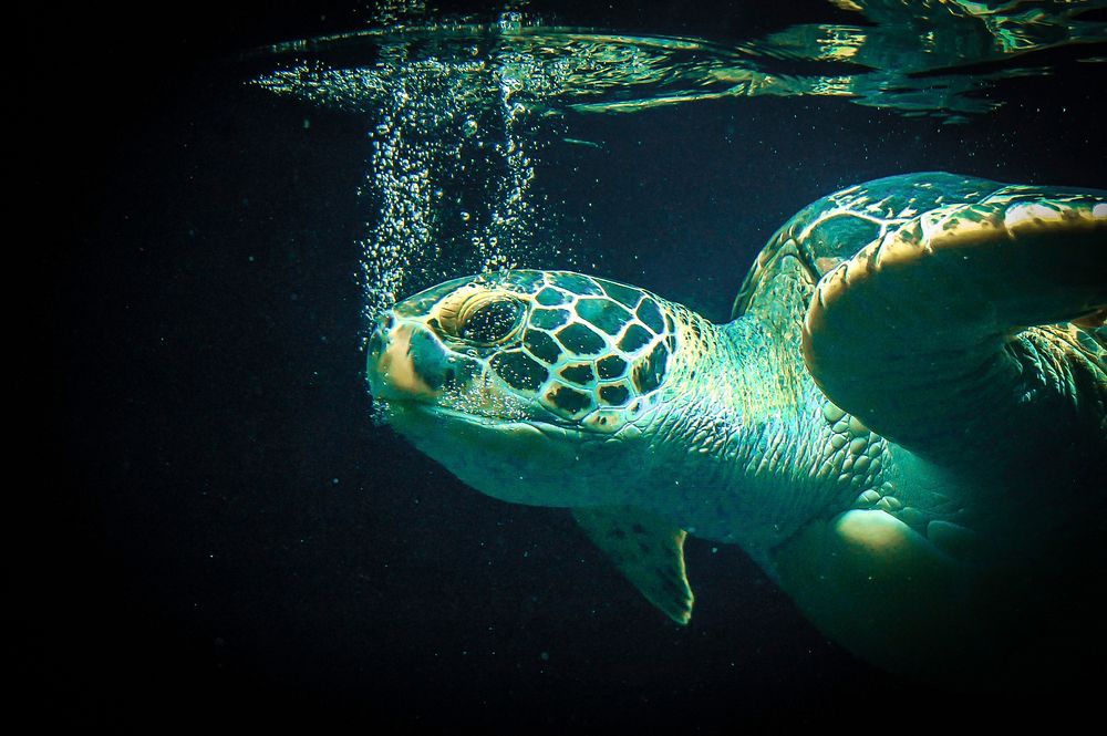 Green sea turtle swimming closeup. Free public domain CC0 photo.