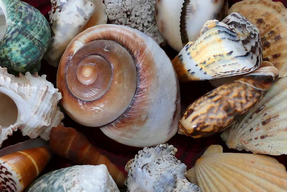 Pile of beach sea shells. Free public domain CC0 photo.