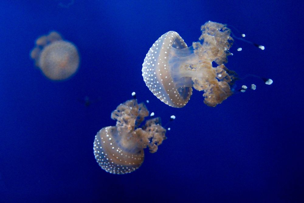 Beautiful bright floating jellyfishes. Free public domain CC0 image.