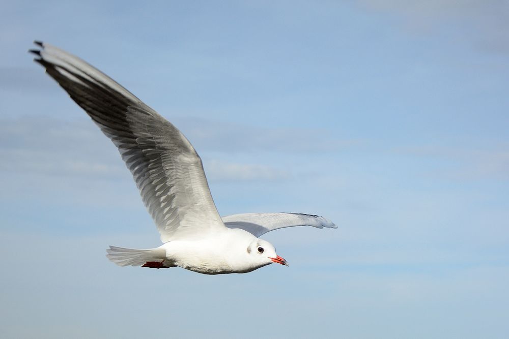 Flying seagull close up. Free public domain CC0 photo.