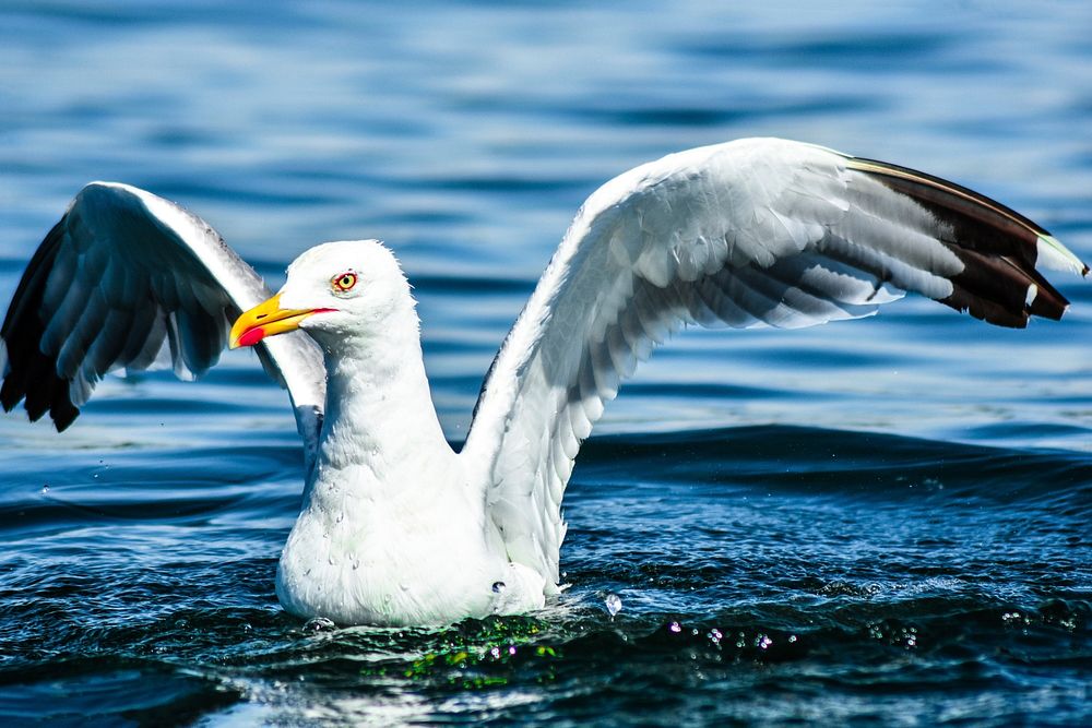 Seagull flapping its wings. Free public domain CC0 photo.