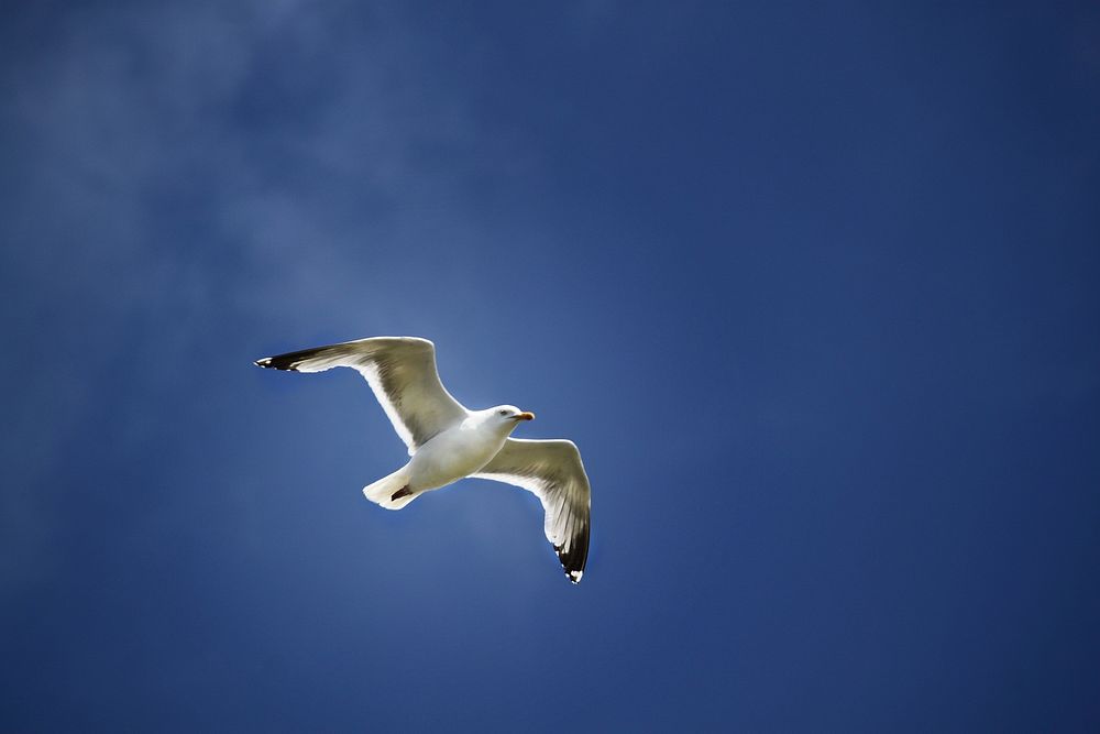 Flying seagull close up. Free public domain CC0 photo.