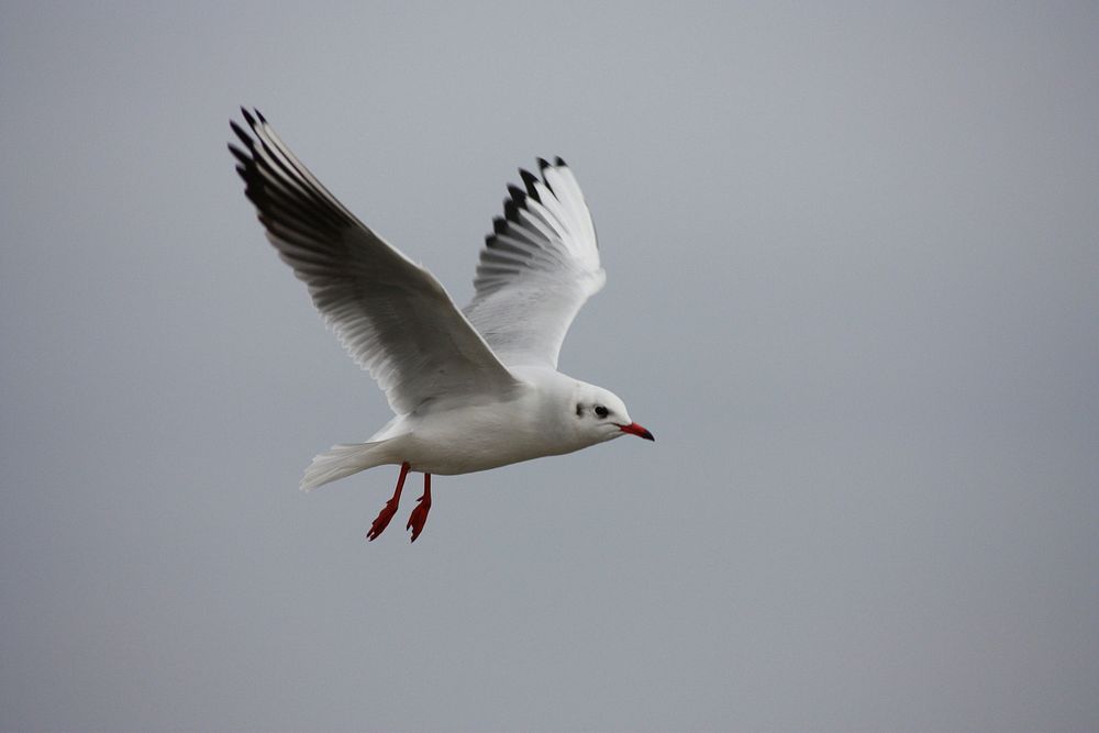 Flying seagull close up. Free public domain CC0 photo.